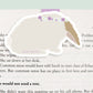 Bunny Jumbo Magnetic Bookmark - CVJ1211BUNN
