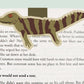 Caiman Crocodile Magnetic Bookmark (Jumbo)