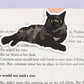 Black Cat Lying Down Jumbo Magnetic Bookmark - CVJ1190BLLY