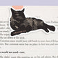 Black Cat Lying Down Jumbo Magnetic Bookmark - CVJ1190BLLY