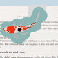 Koi Fish Magnetic Bookmark (Jumbo)