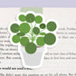 Pilea Jumbo Magnetic Bookmark - CVJ1149PILE
