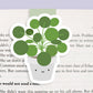 Pilea Jumbo Magnetic Bookmark - CVJ1149PILE