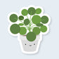 Pilea Plant Sticker - CVS1400PILE