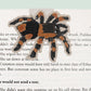 Tarantula Magnetic Bookmark (Jumbo)