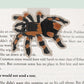 Tarantula Magnetic Bookmark (Jumbo)