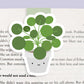 Pilea Plant (Chinese Money Tree) Magnetic Bookmark (Jumbo)